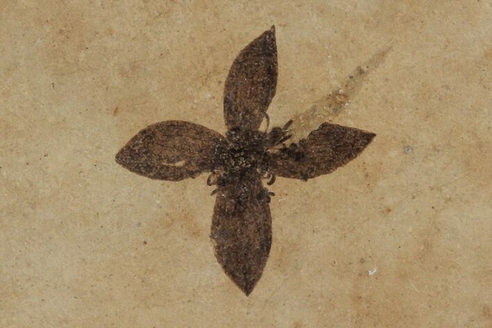 Delicate Fossil Flower With Stamen - Green River Formation, Utah #94512